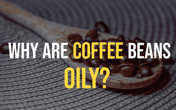 Why Are Coffee Beans Oily?