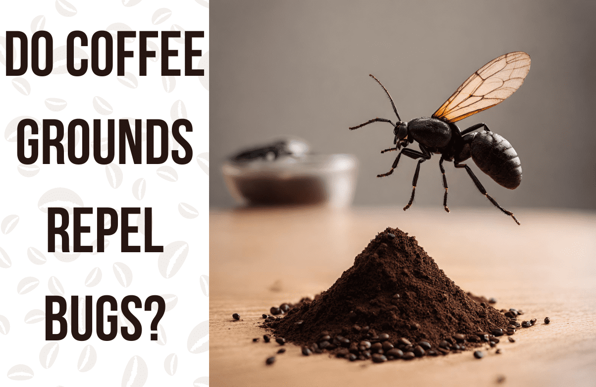 Coffee Grounds Repel Bugs, coffee grounds keep bugs
